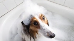 Koji šampon iz buva za pse je bolji: veterinarske preporuke